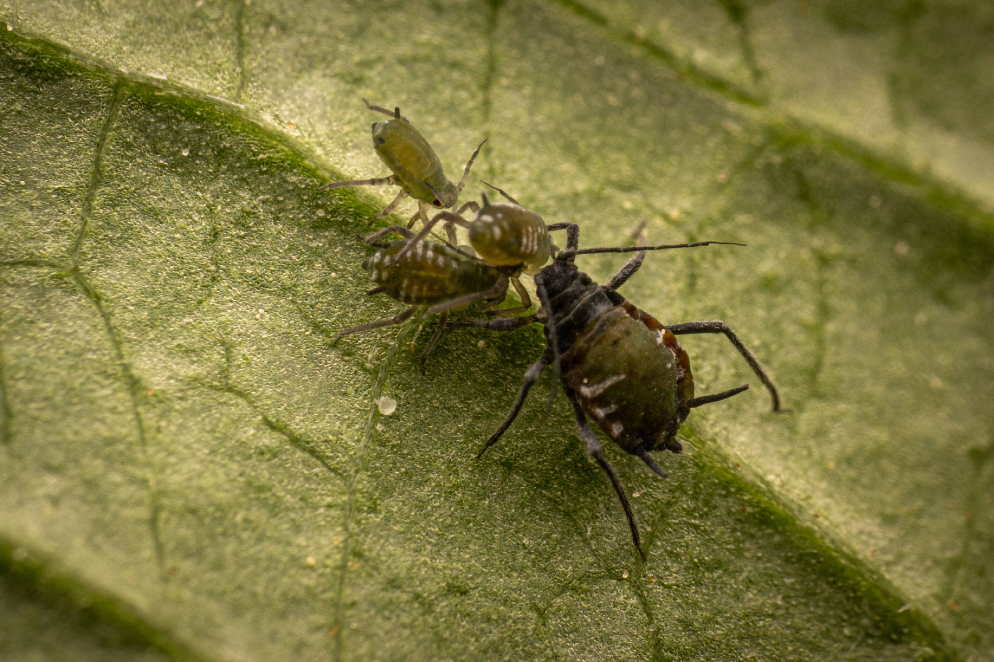 Elder Aphid