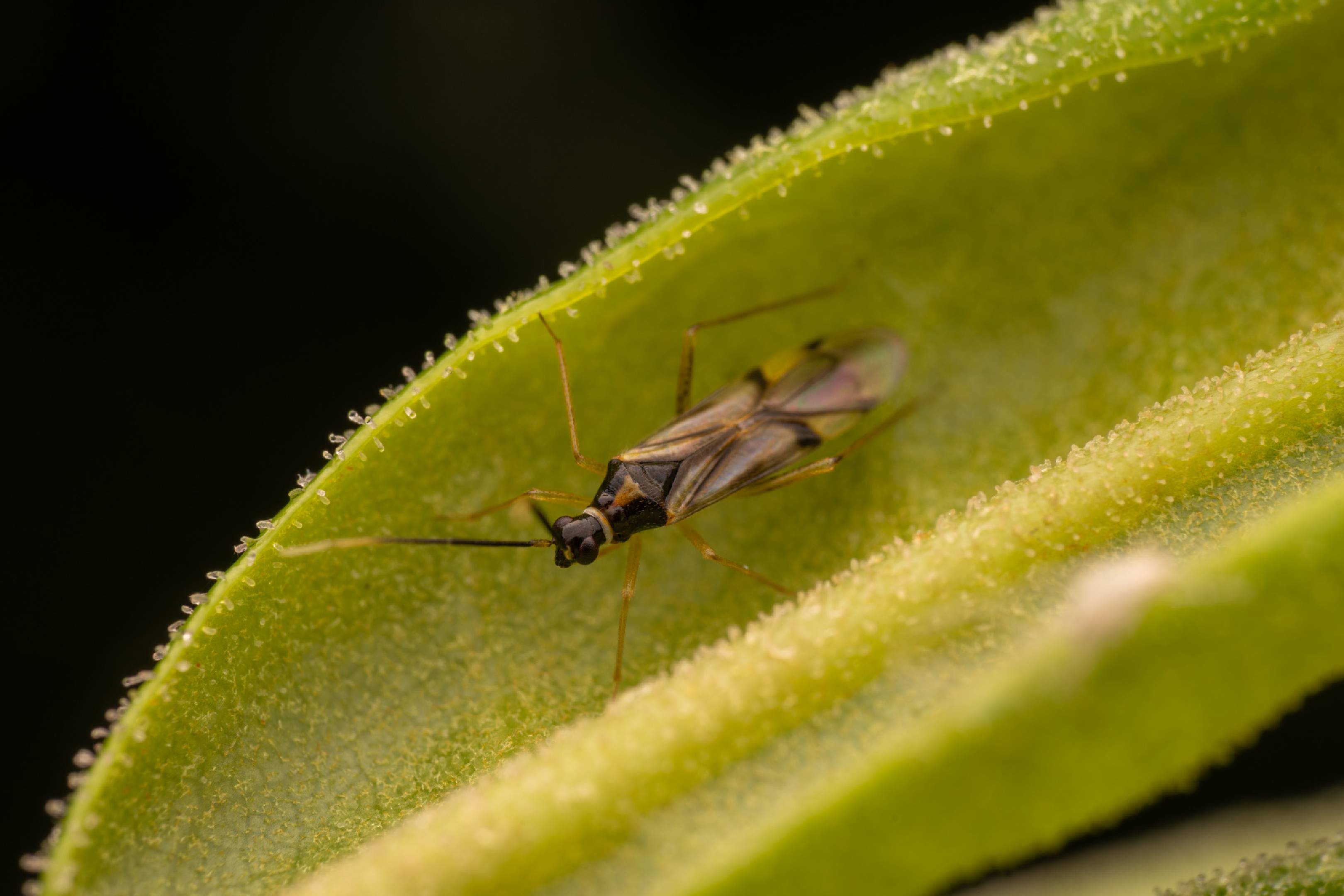 Tupiocoris rhododendri