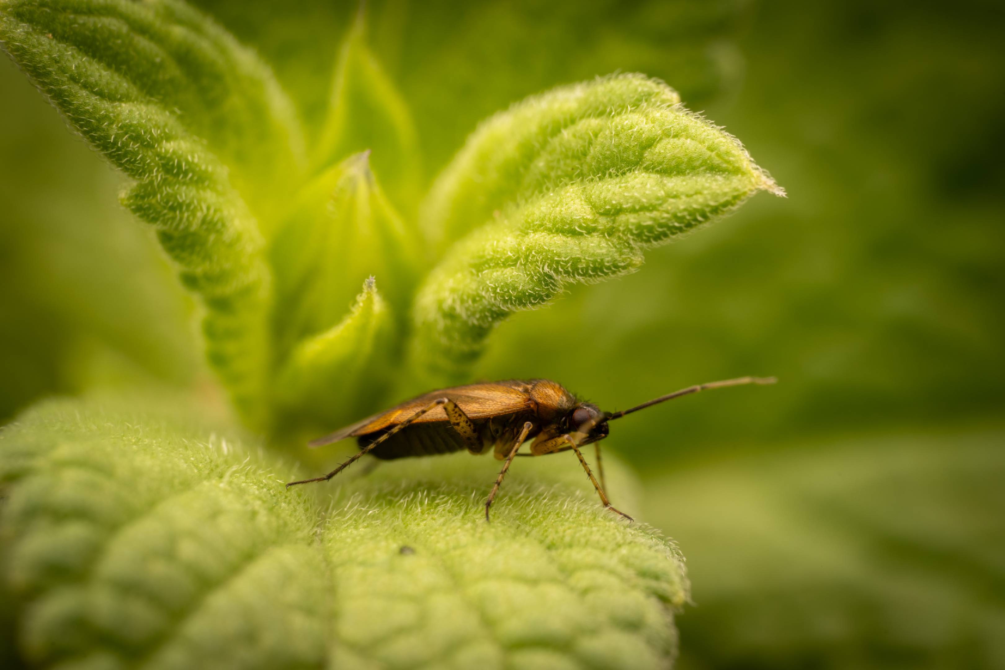 Common Nettle Flower Bug