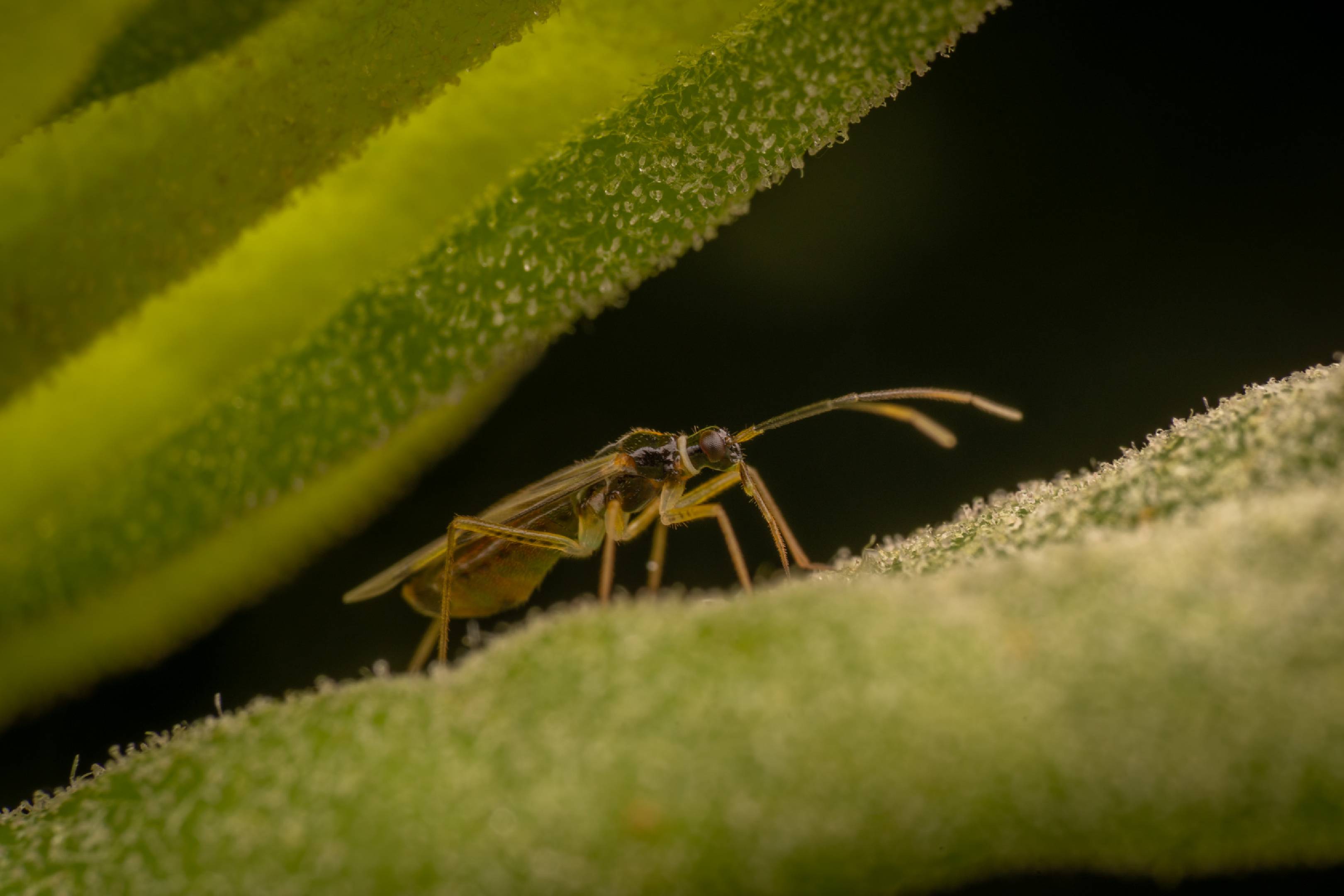 Tupiocoris rhododendri