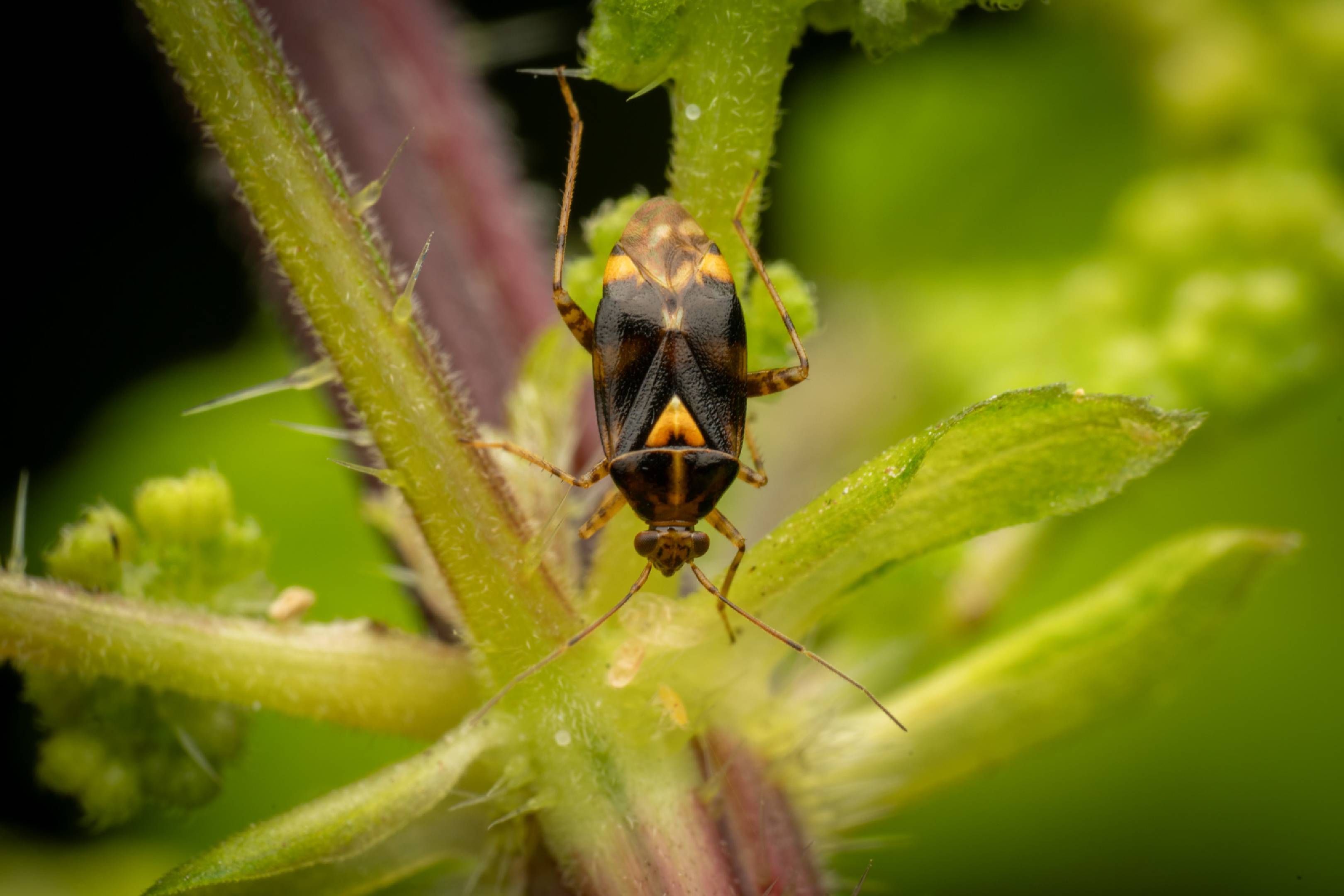 Three Spotted Nettle Bug