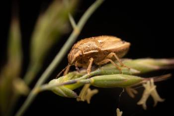 Bishop's Mitre Shield Bug