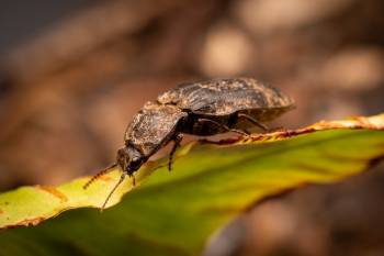 chequered click beetle