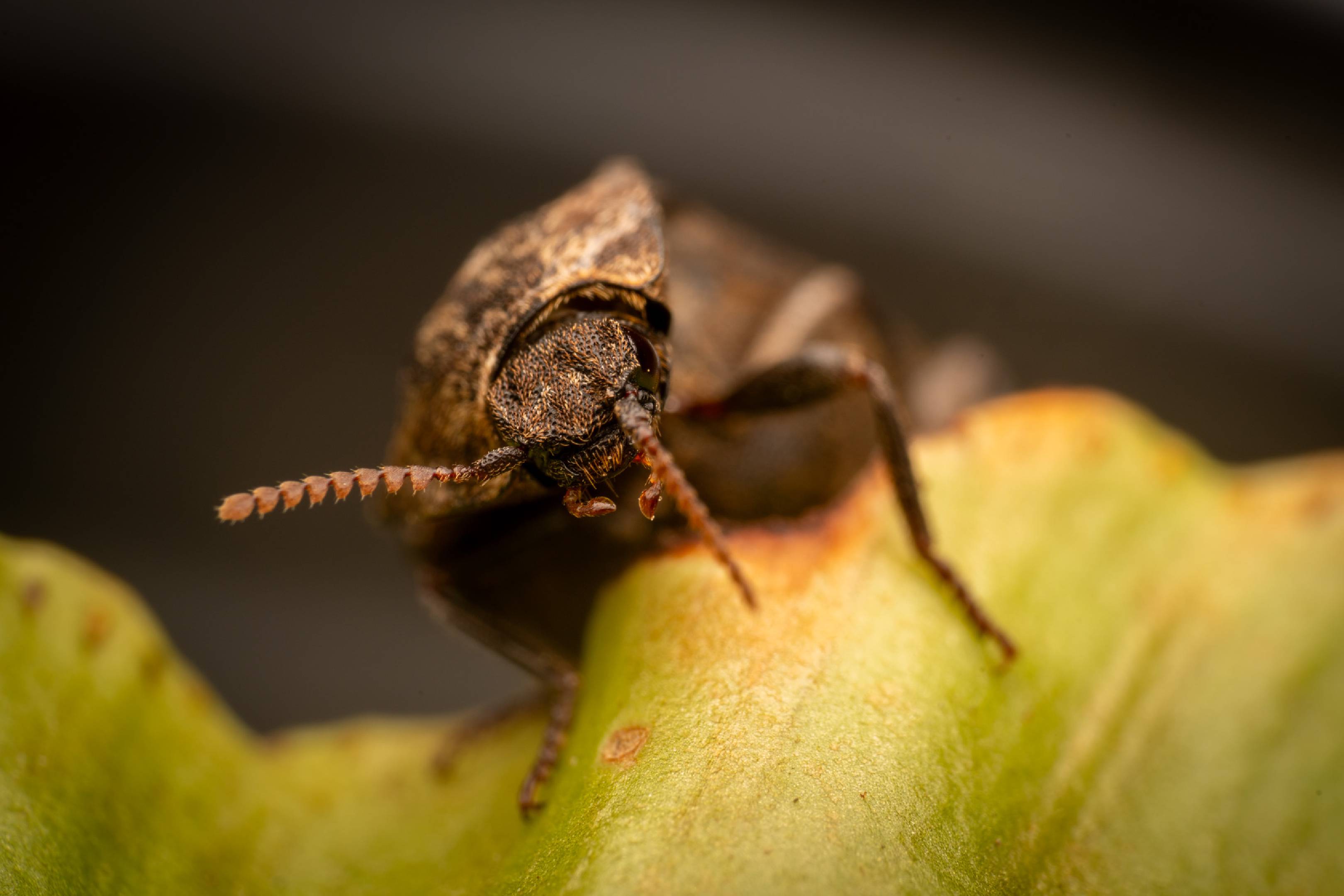 chequered click beetle