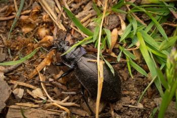 Bronze Ground Beetle