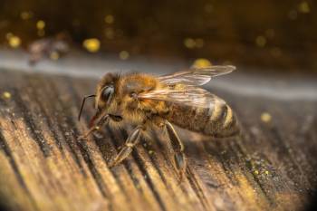 Western Honey Bee