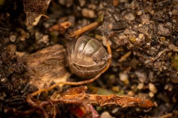 Pill Woodlice