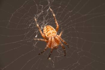 Cross Orbweaver