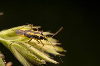 Two-spotted Grass Bug