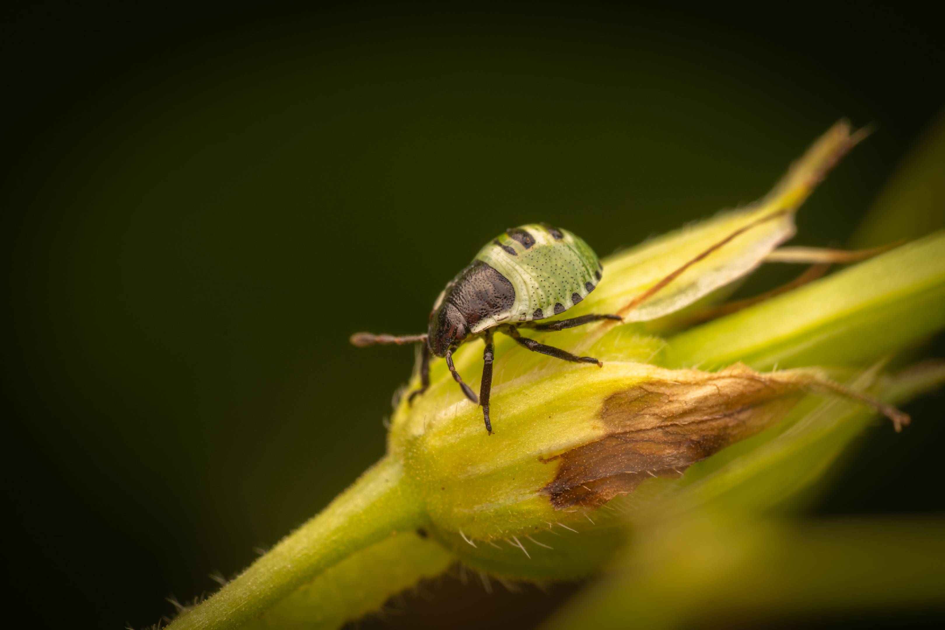 Green Shield Bug