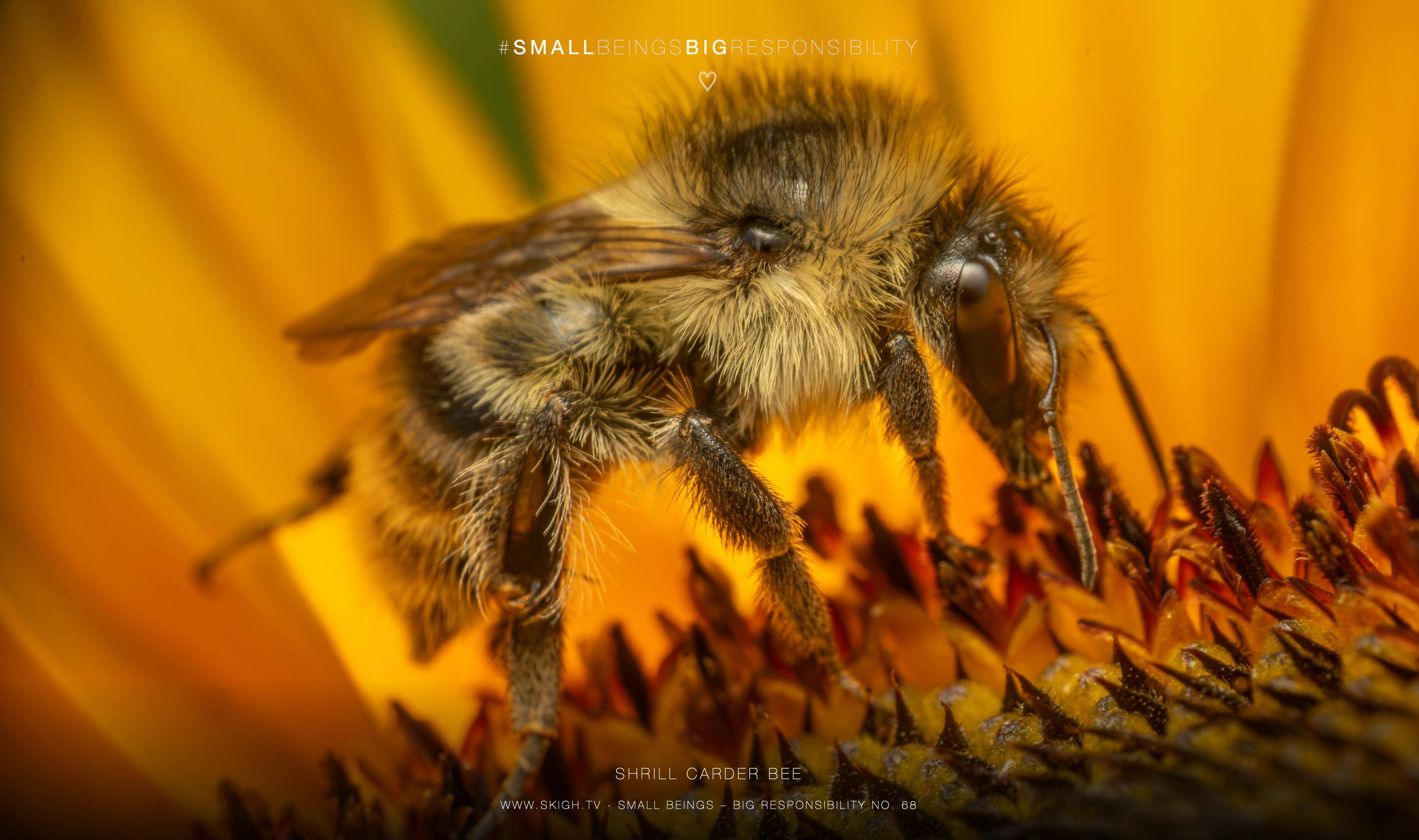 Shrill carder bee