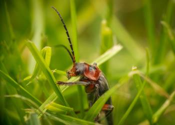 Rustic Sailor Beetle