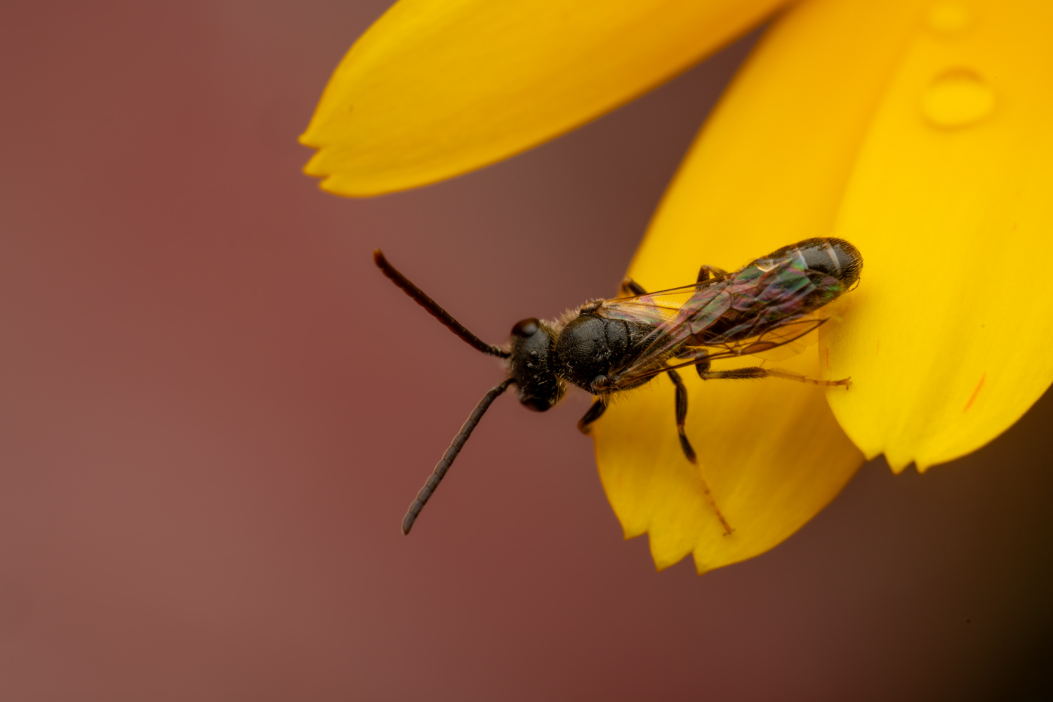 Sharp-collared furrow bee