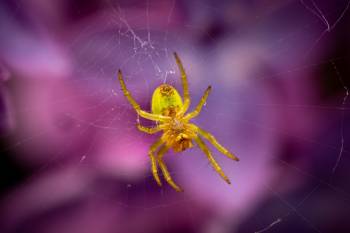 Cucumber Green Spider