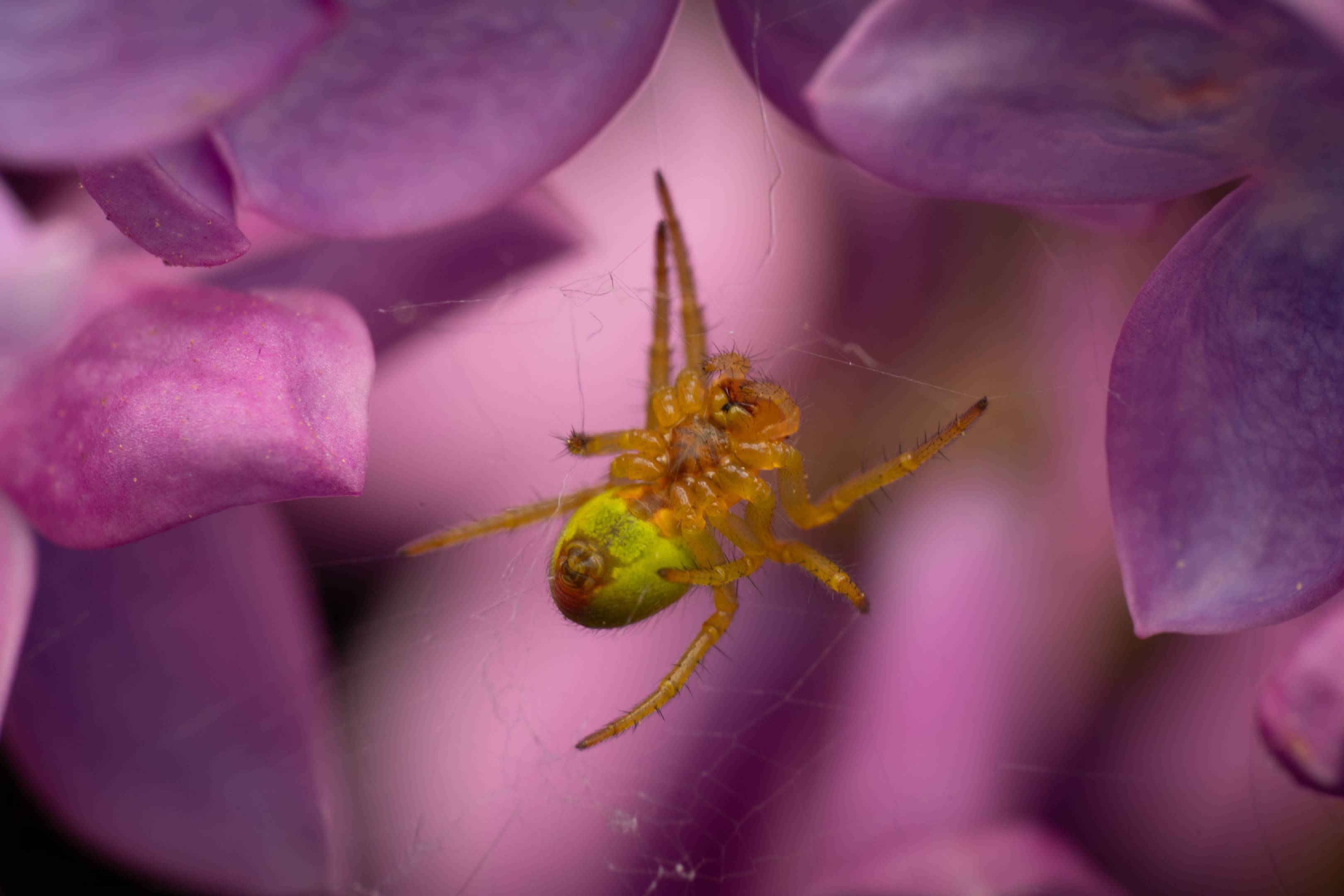 Cucumber Green Spider