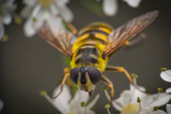 Yellow-haired Sun Fly