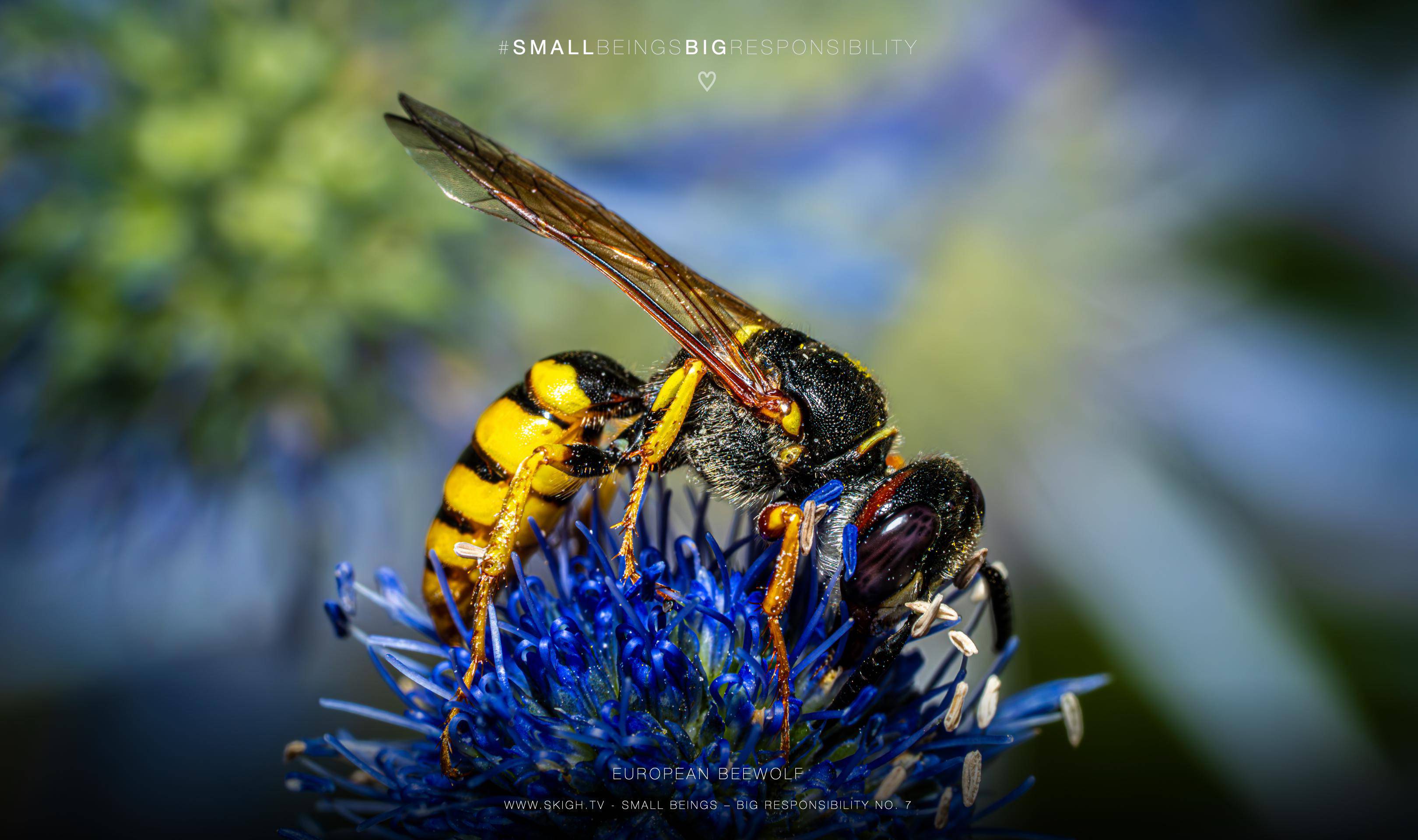 European beewolf | 1/200s * f13 * ISO 400 * 90mm - FE 90mm F2.8 Macro G OSS - Sony α7R V European beewolf