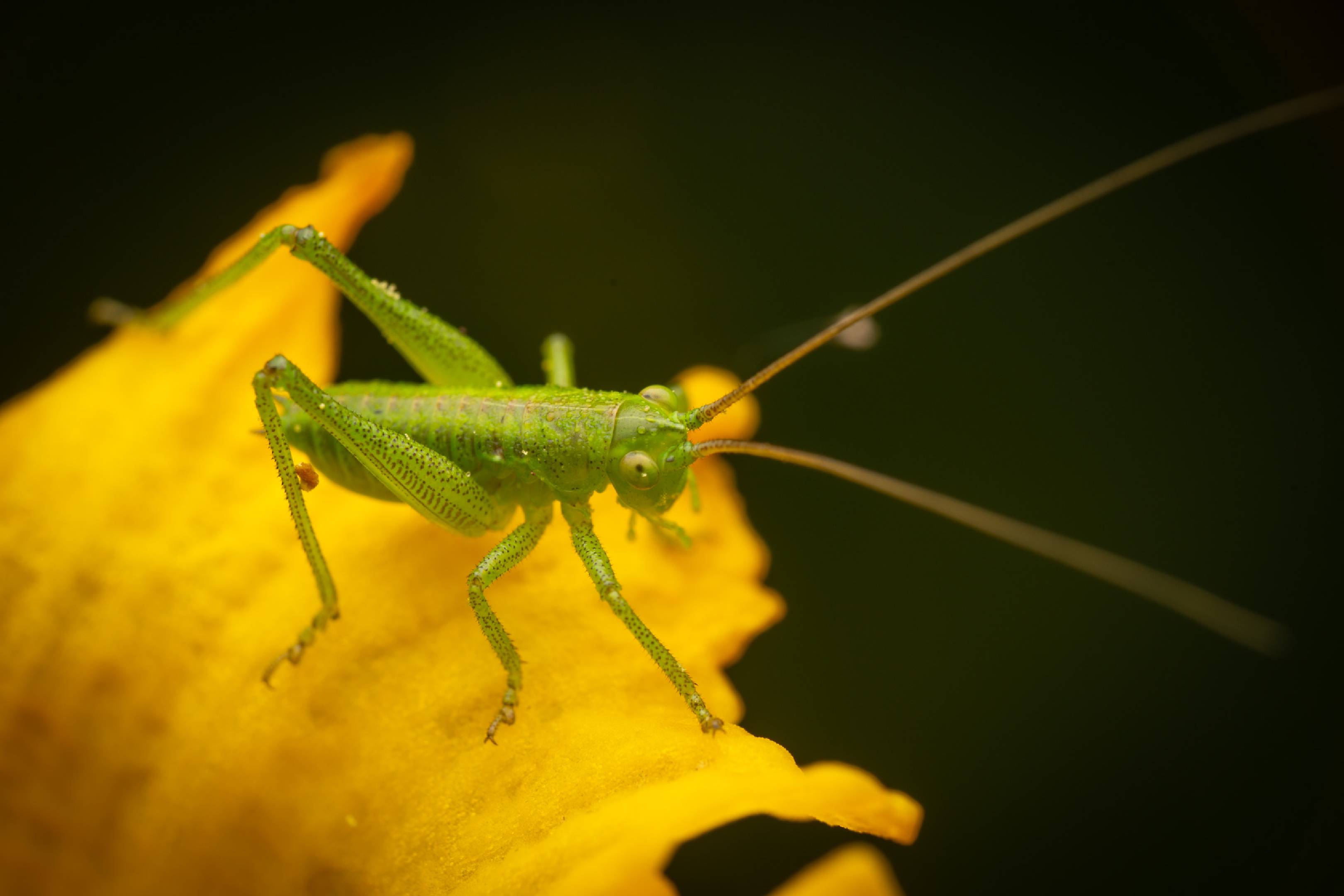 Tettigonia