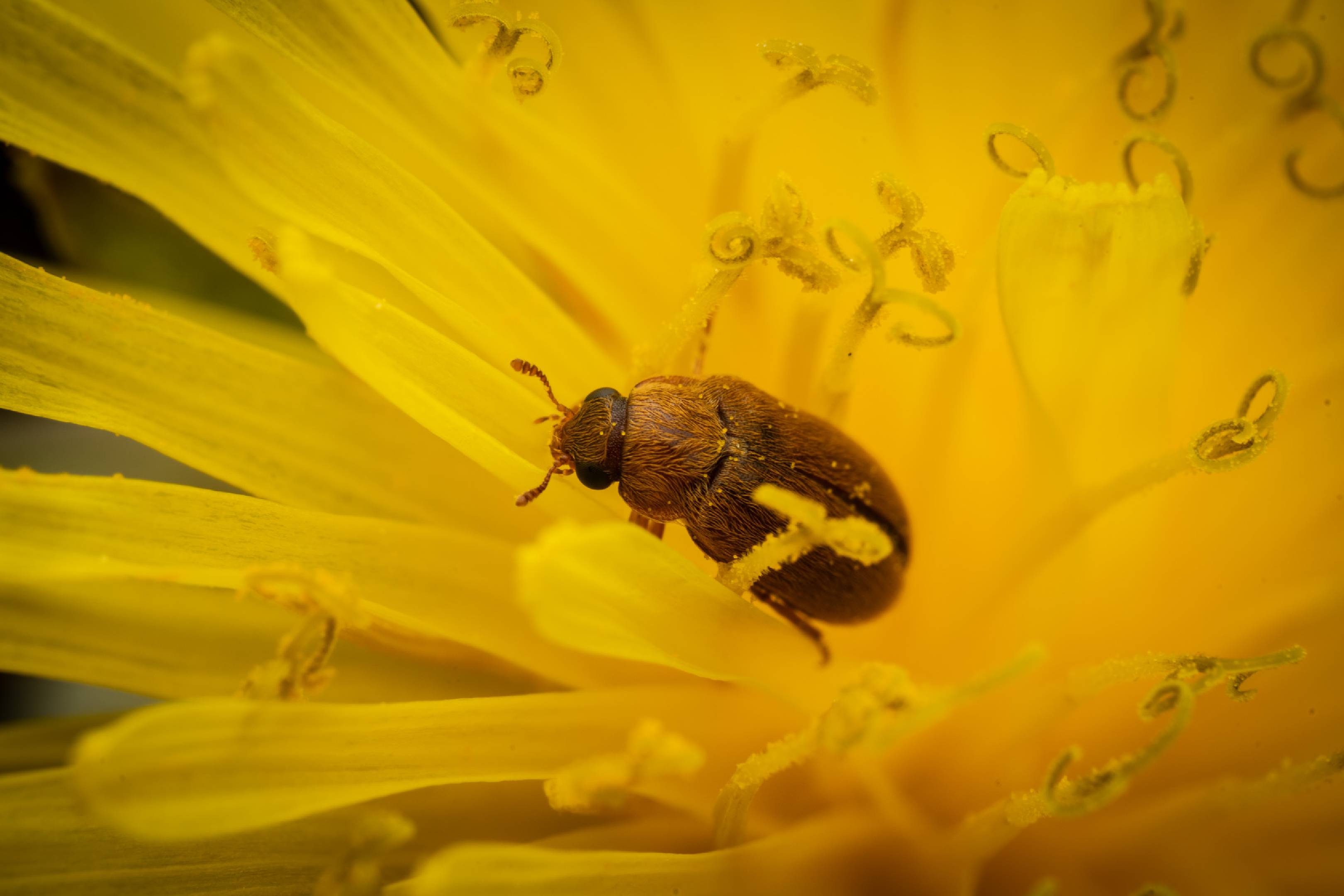 Byturus ochraceus | Byturus ochraceus