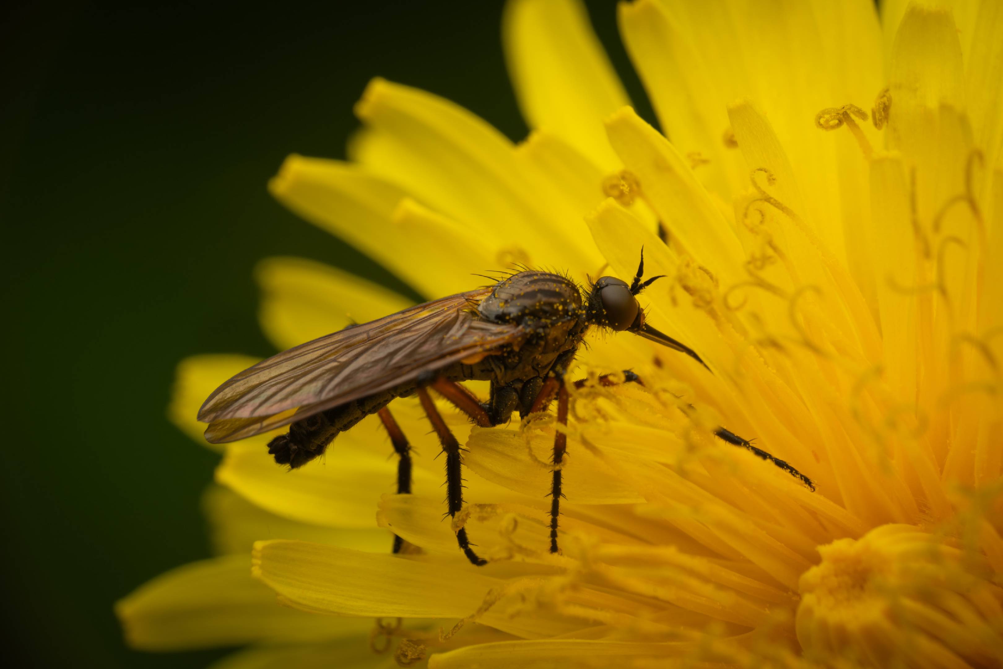 Dance Flies | Dance Flies