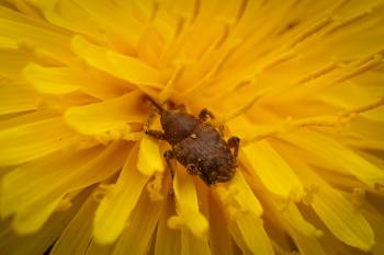 acorn weevil