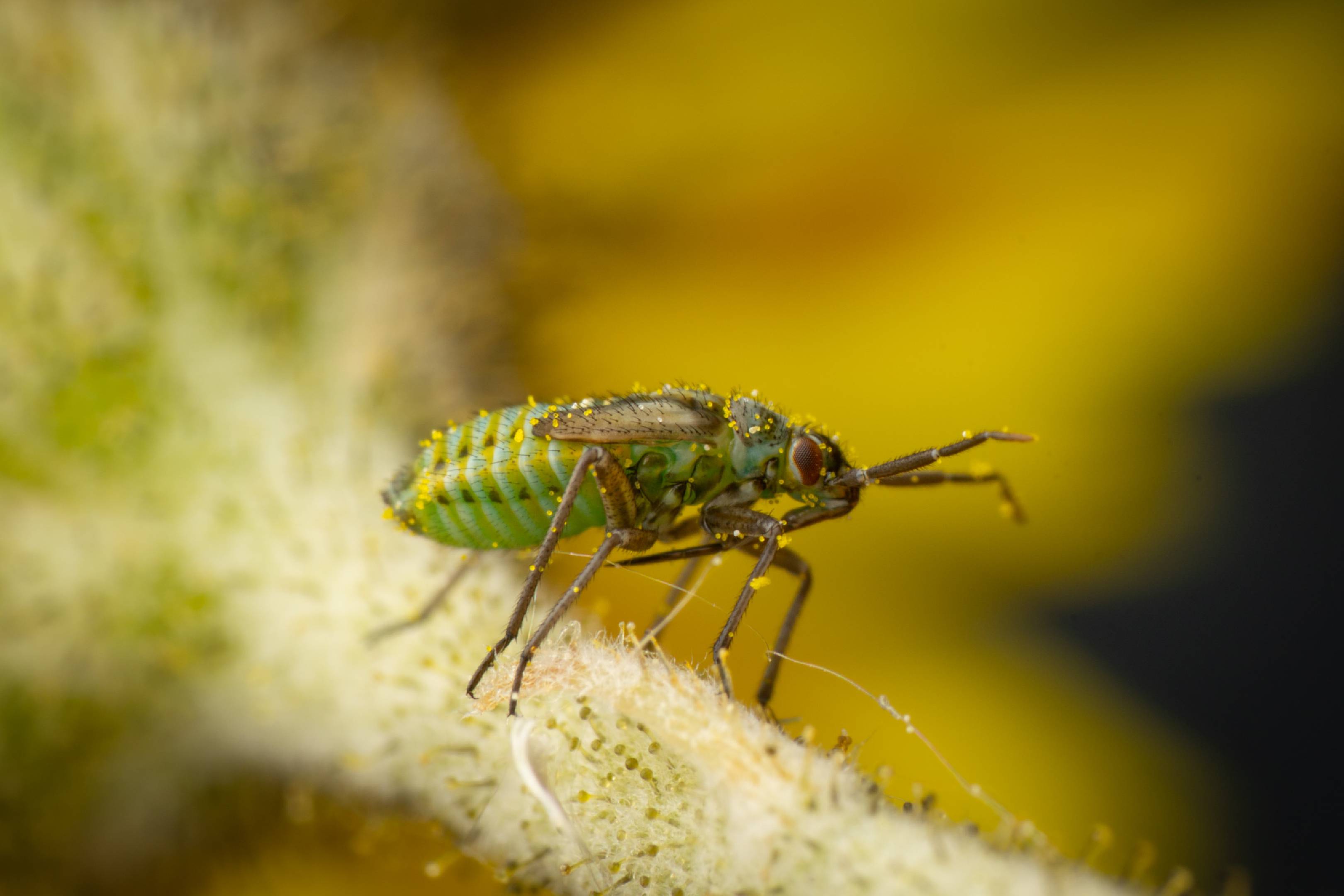 Hoplomachus thunbergii