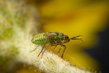 Hoplomachus thunbergii