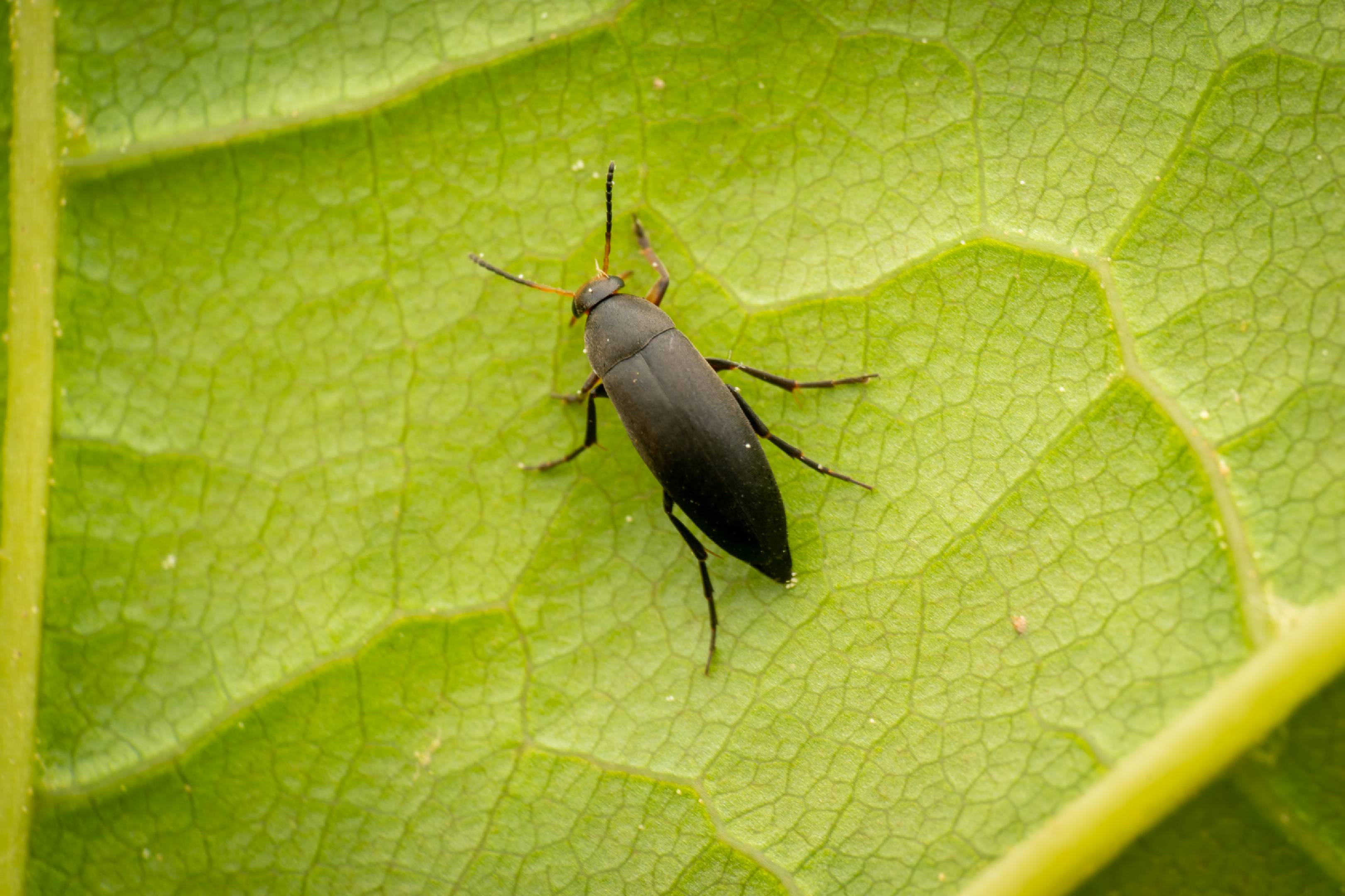 Anaspis frontalis | Anaspis frontalis