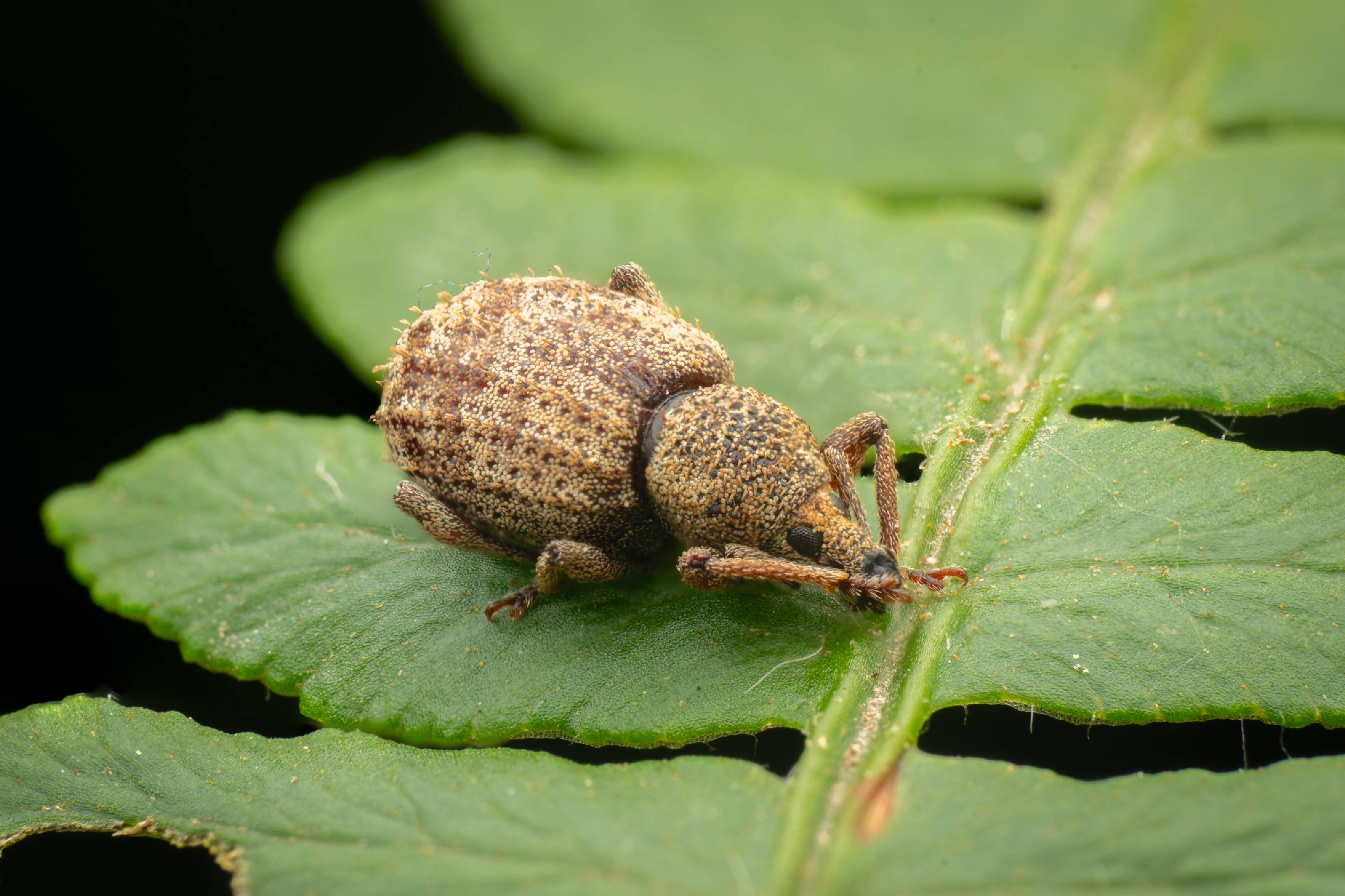 Otiorhynchus carinatopunctatus
