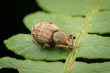 Otiorhynchus carinatopunctatus
