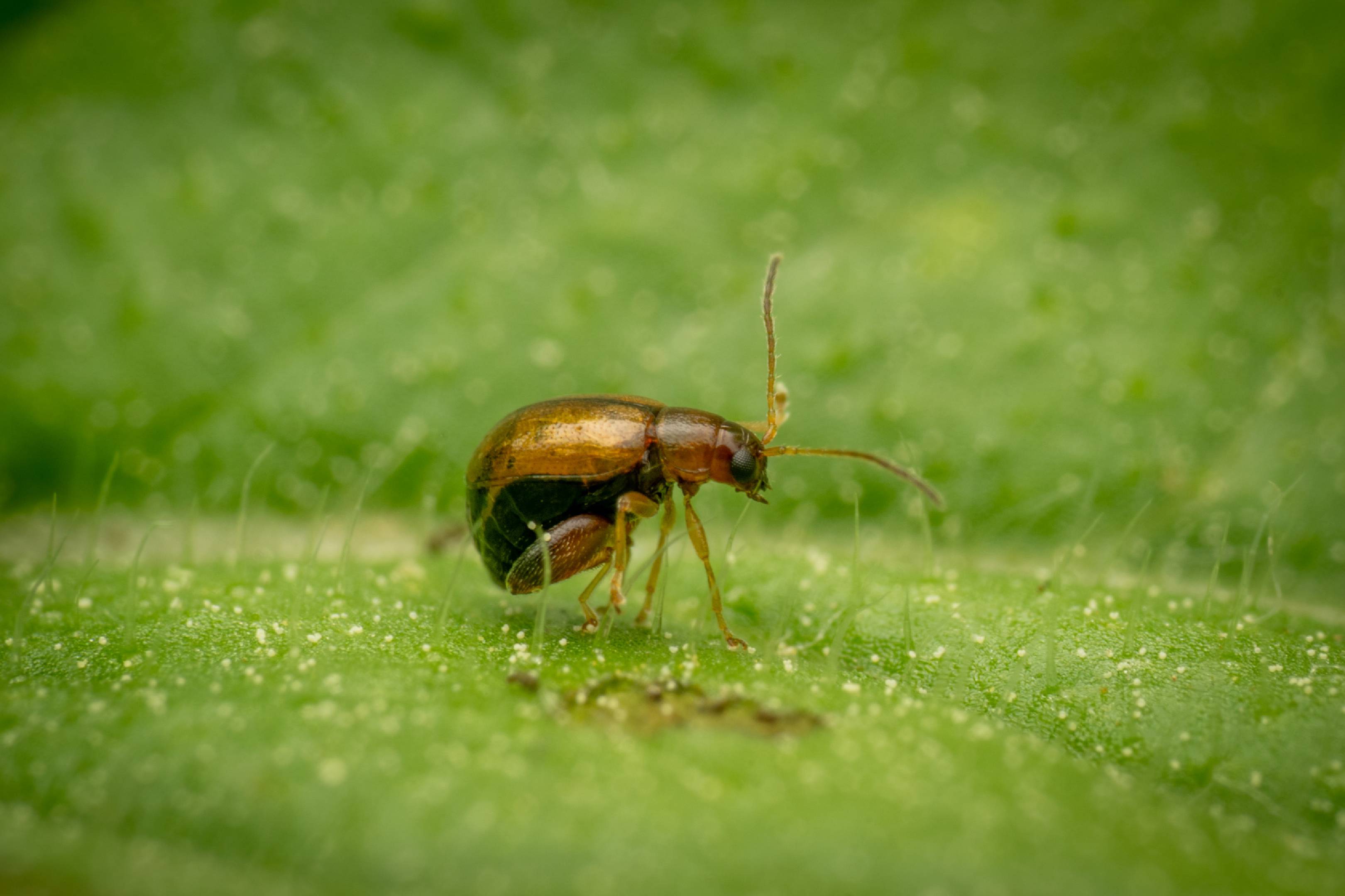 Flea Beetles | Flea Beetles
