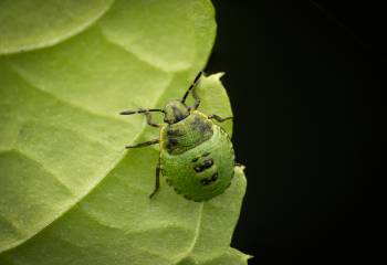 Green Shield Bug