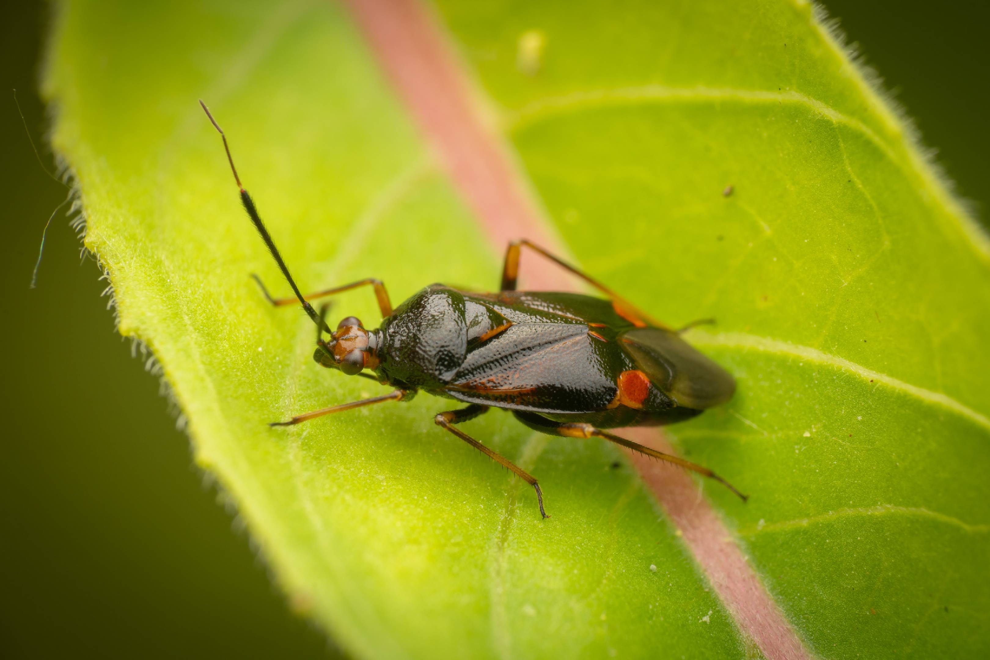red-spotted plant bug