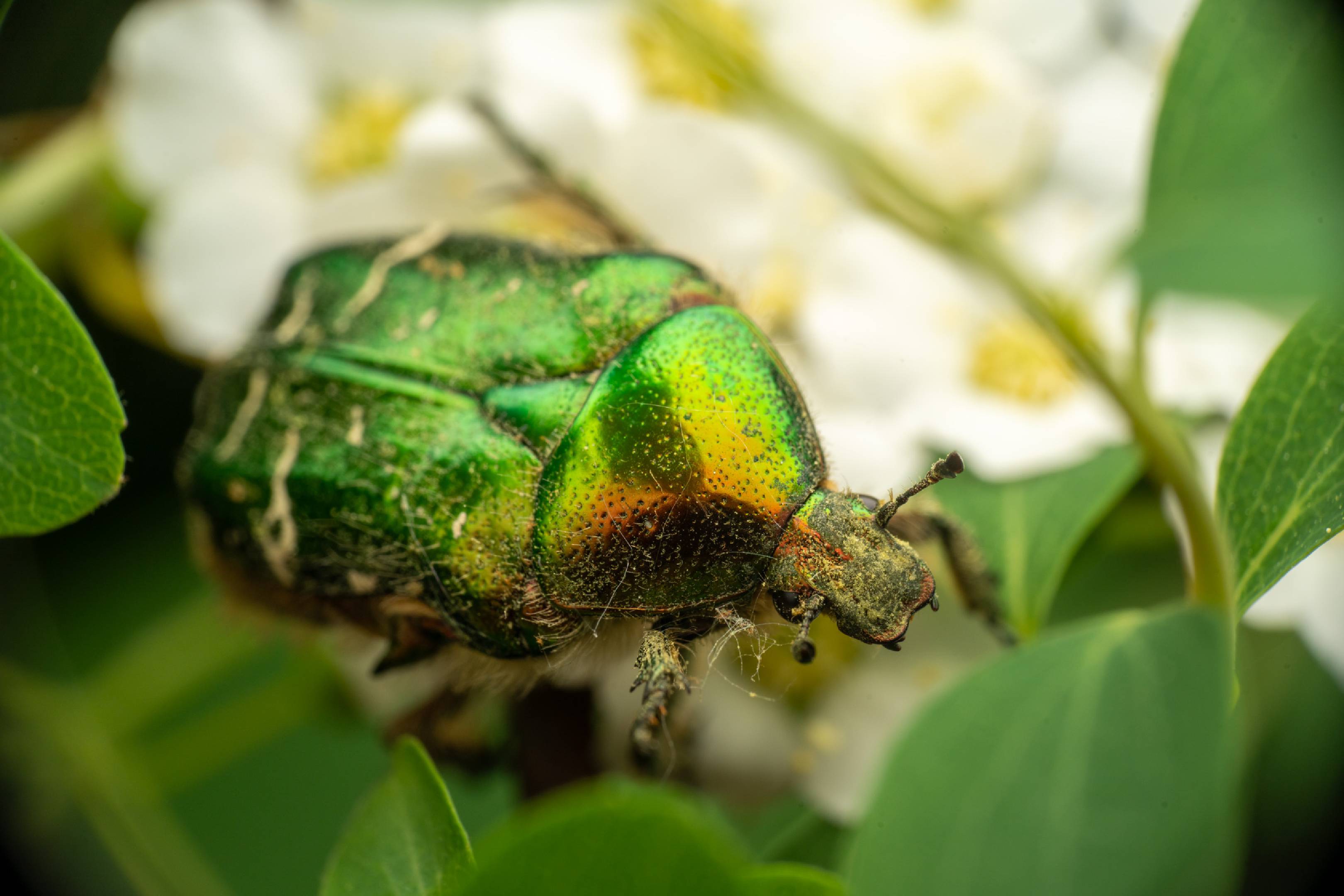 European Rose Chafer