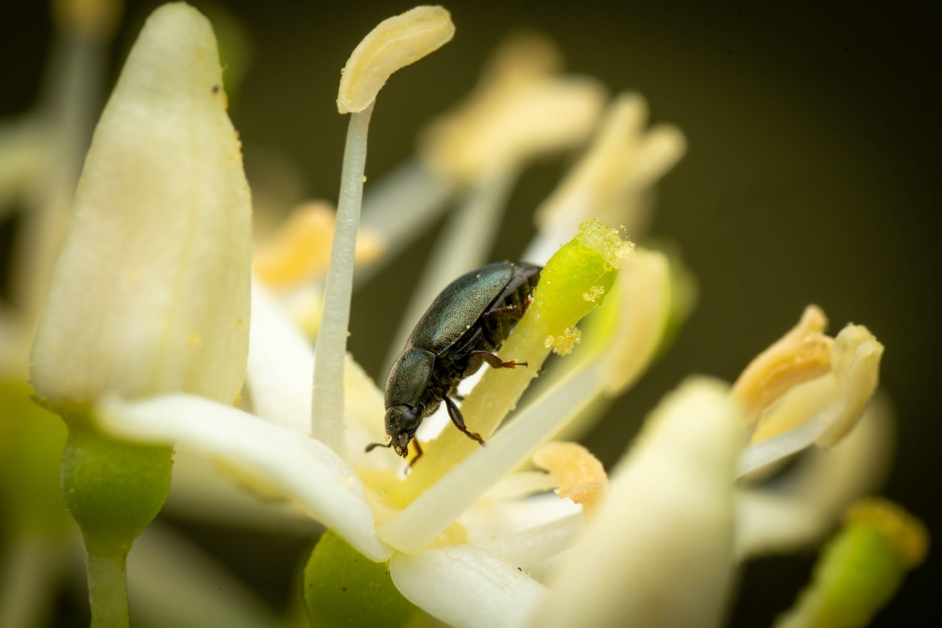 Common Pollen Beetle