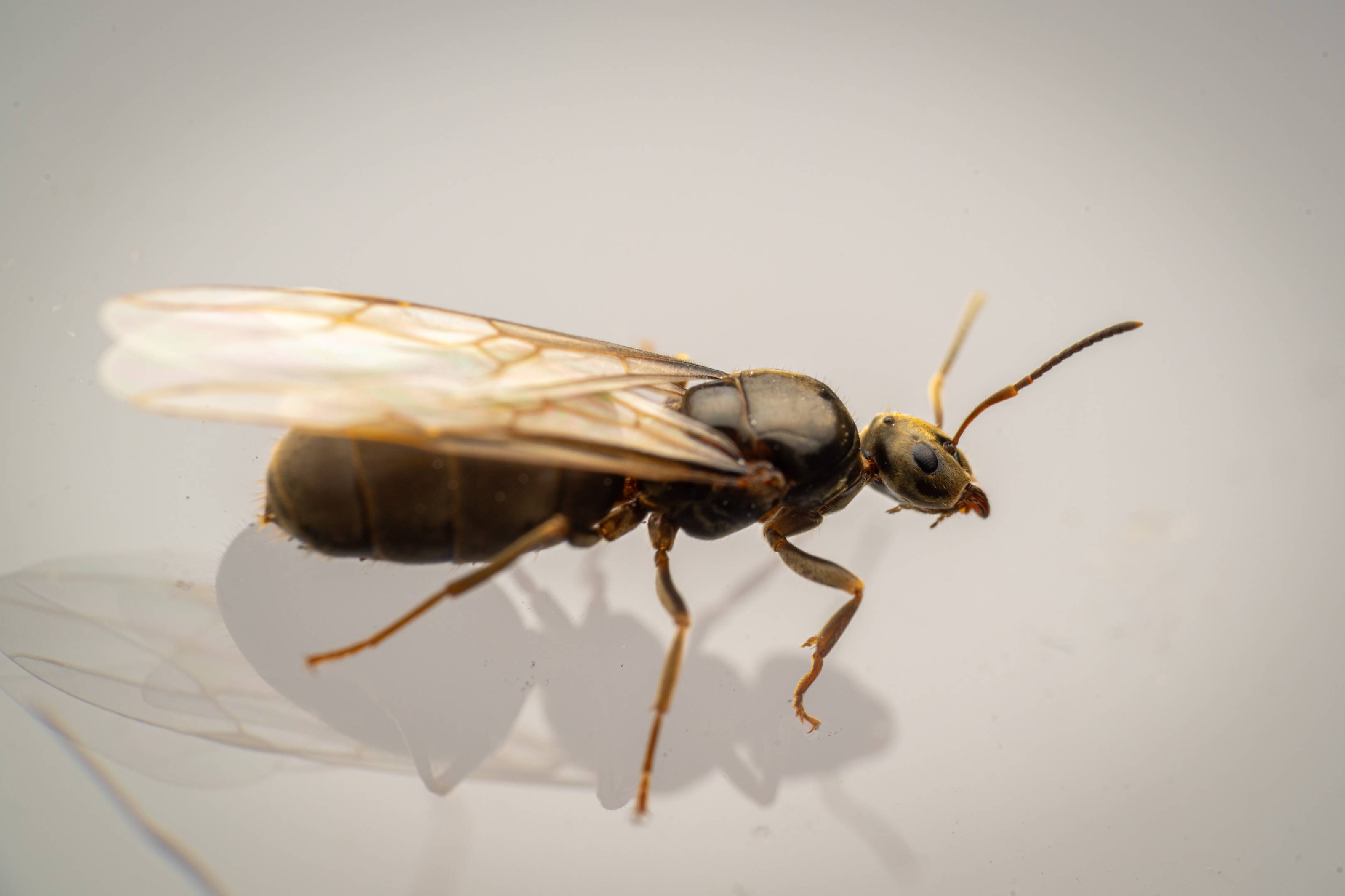 Brown Tree Ant | Brown Tree Ant