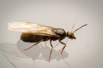 Brown Tree Ant