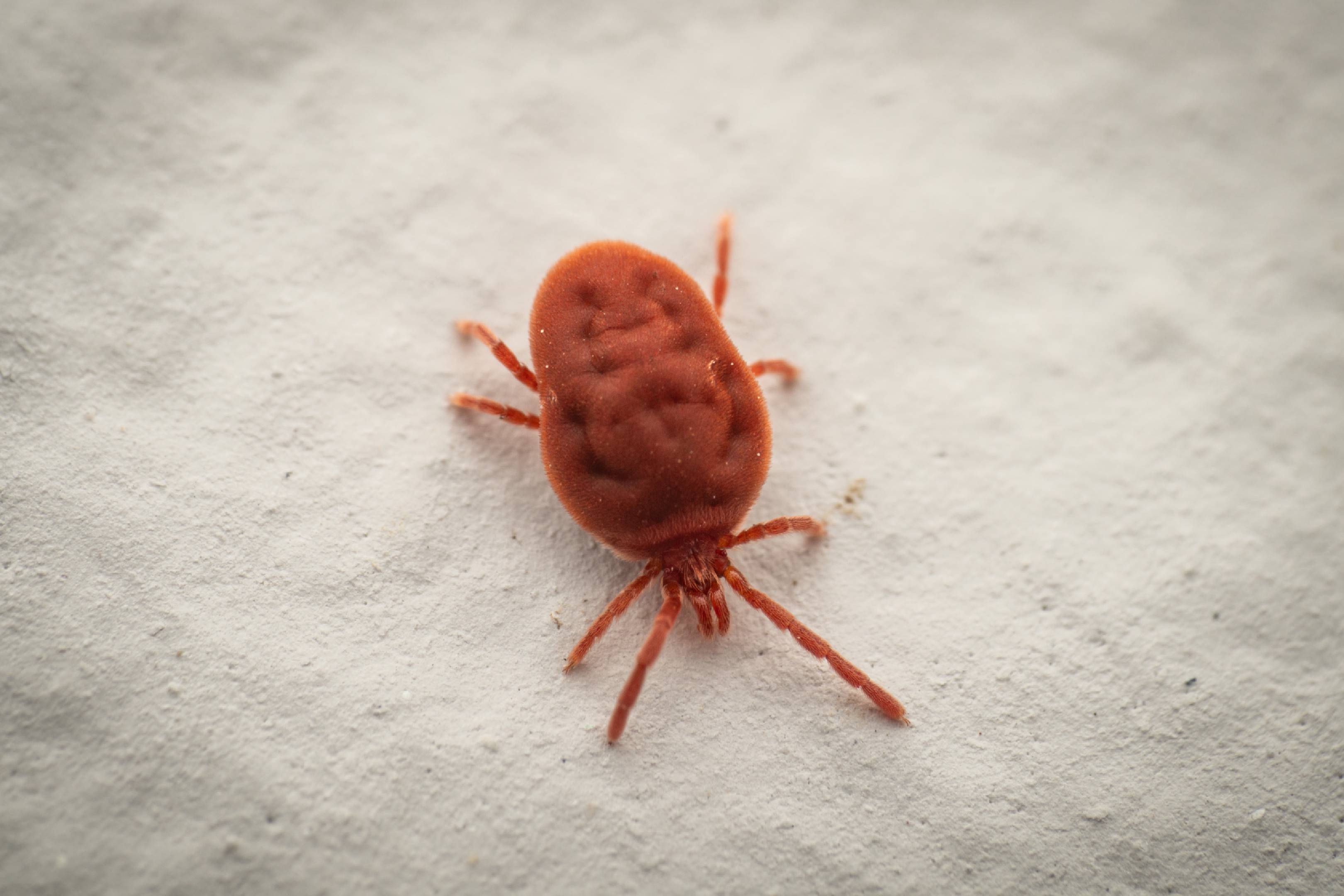 Trombidium holosericeum | Trombidium holosericeum