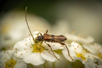 spruce shortwing beetle