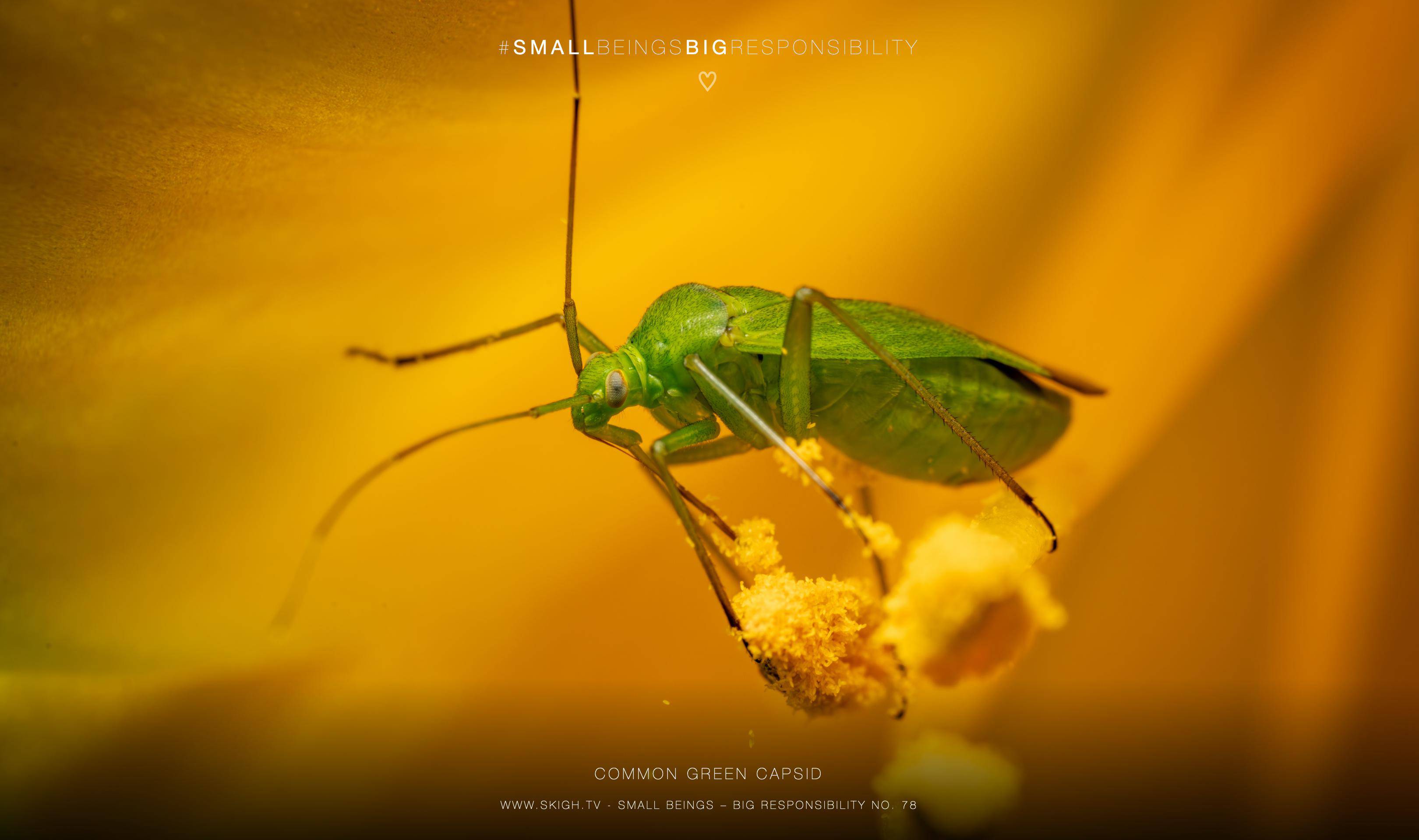 Common green capsid | 1/250s * f16 * ISO 400 * 90mm - FE 90mm F2.8 Macro G OSS - Sony α7R V Common green capsid