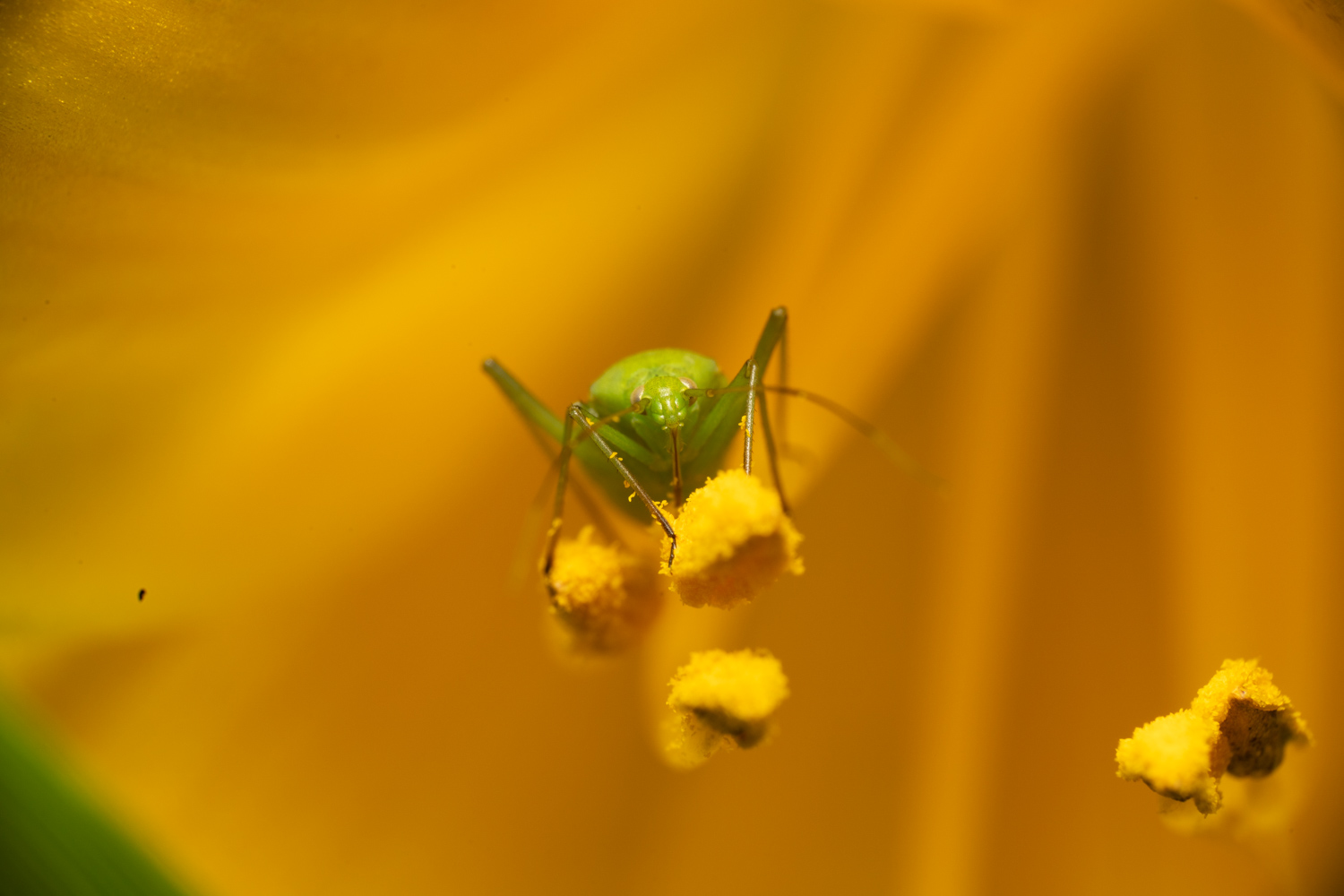 Common green capsid | 1/250s * f16 * ISO 400 * 90mm - FE 90mm F2.8 Macro G OSS - Sony α7R V Common green capsid