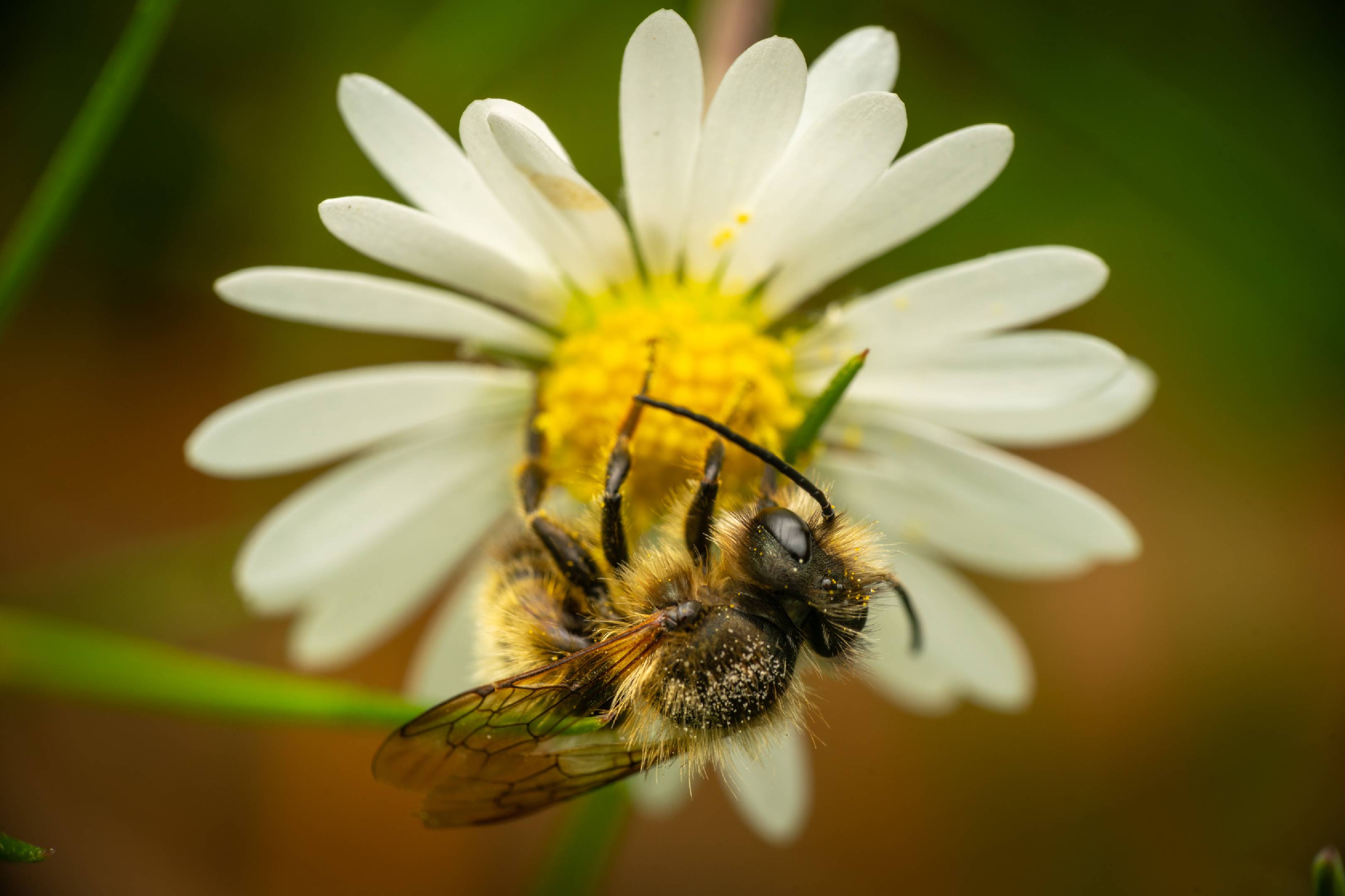 Mason, Leafcutter, Carder, and Resin Bees