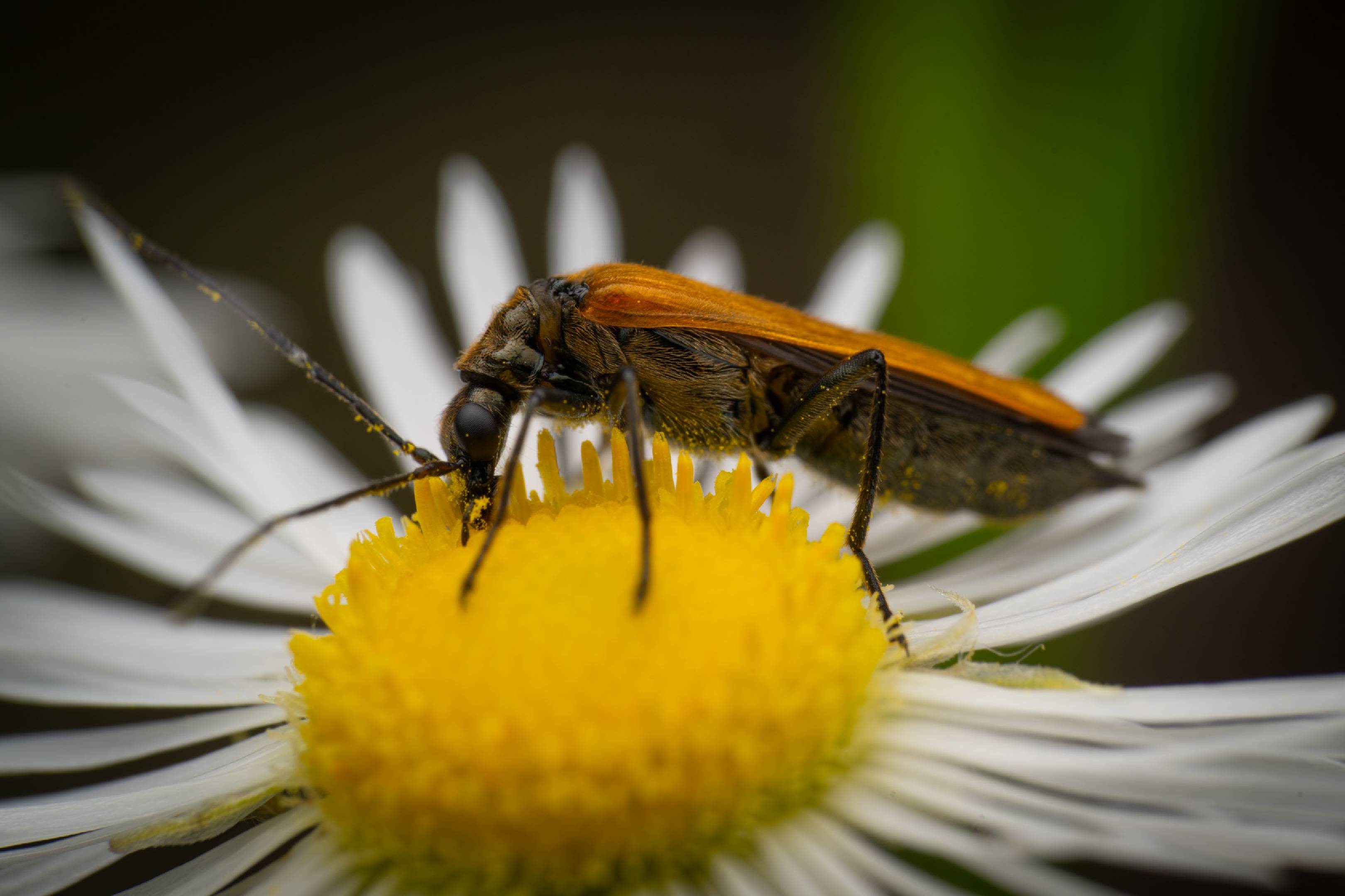 Oedemera femorata | Oedemera femorata