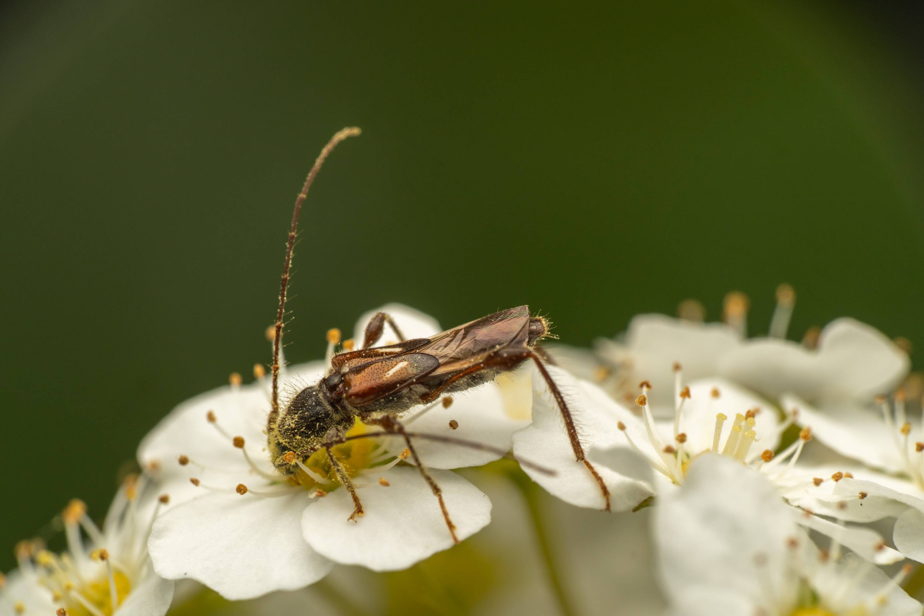 spruce shortwing beetle