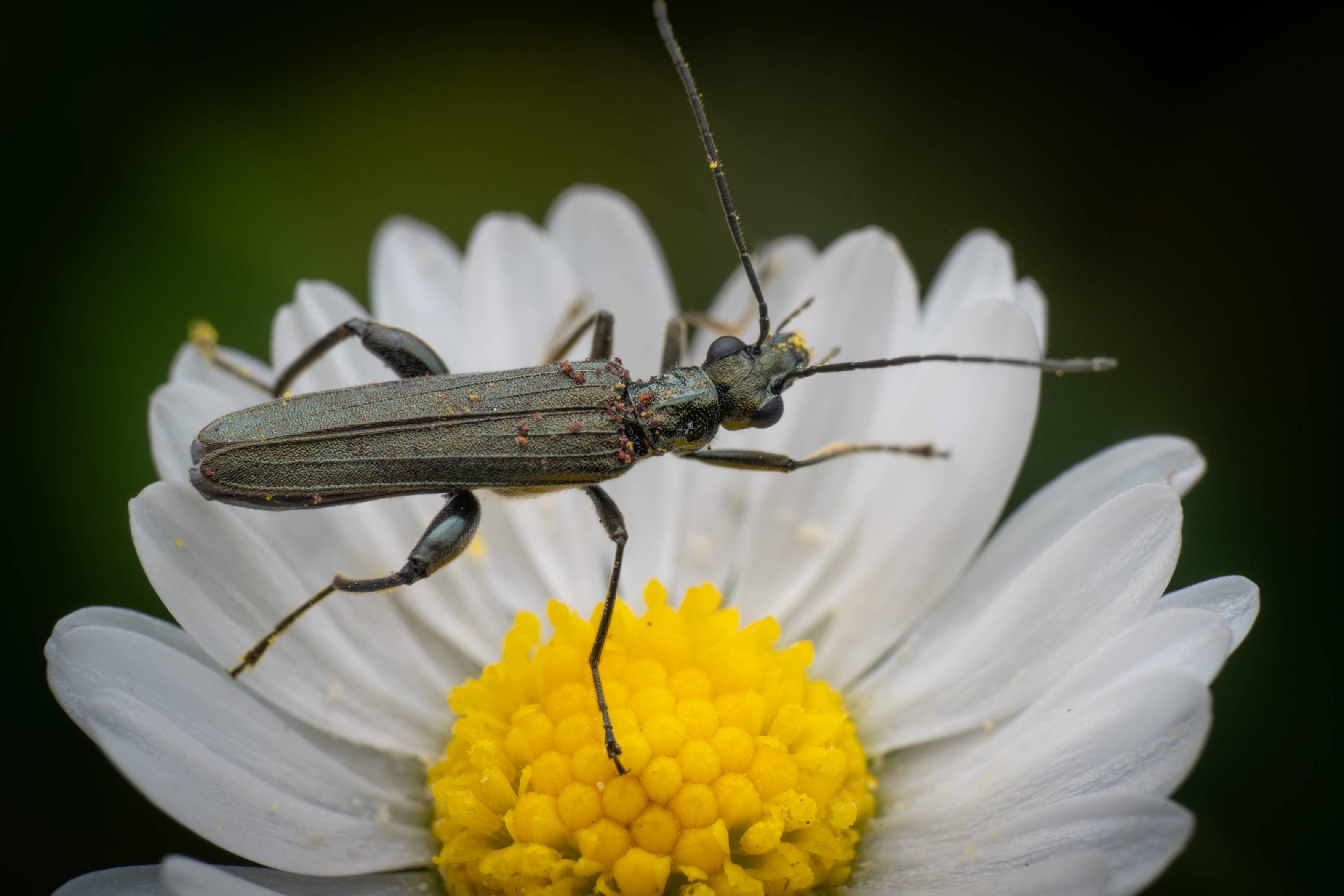 Oedemera virescens | Oedemera virescens