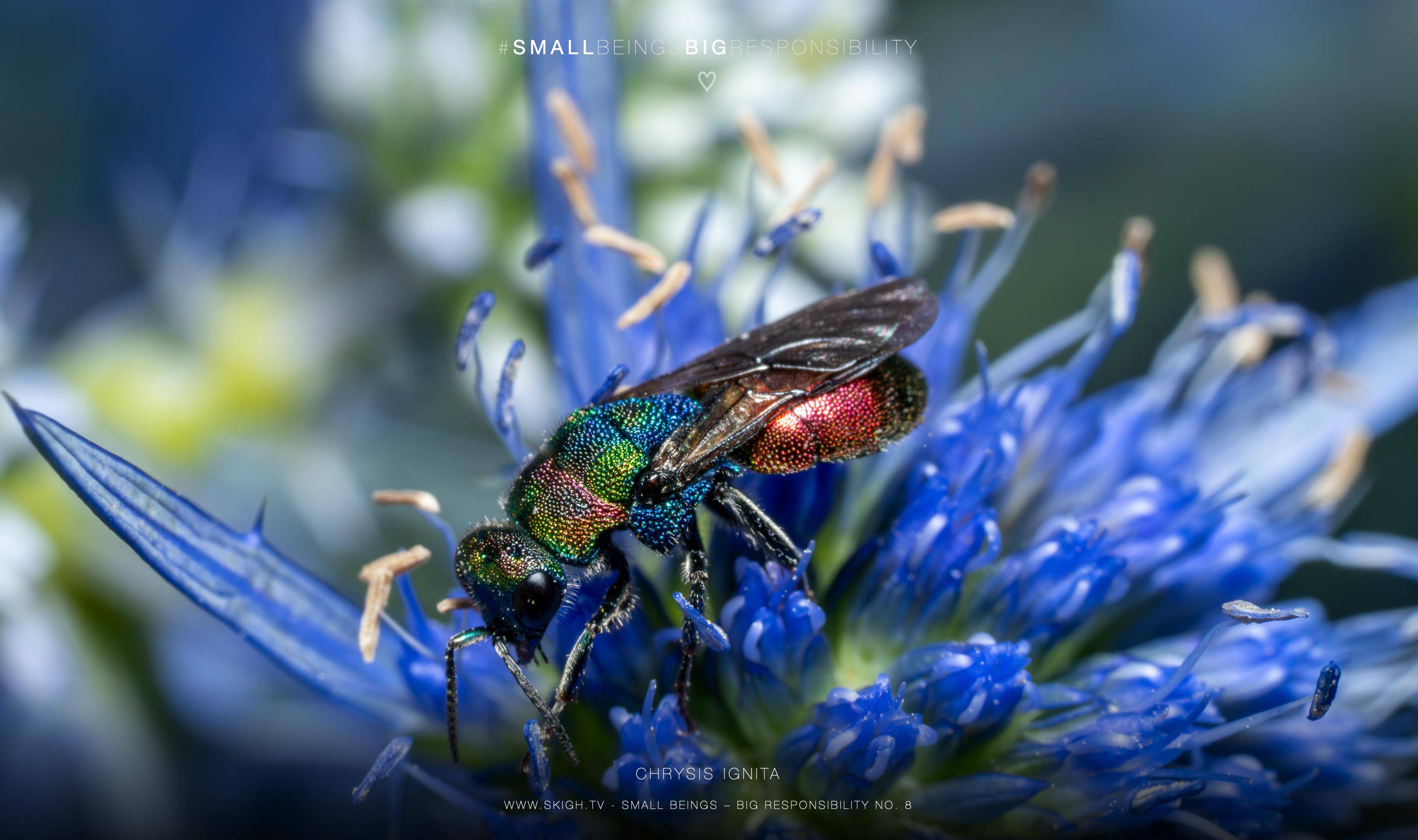 Chrysis ignita | 1/200s * f13 * ISO 400 * 90mm - FE 90mm F2.8 Macro G OSS - Sony α7R V Chrysis ignita