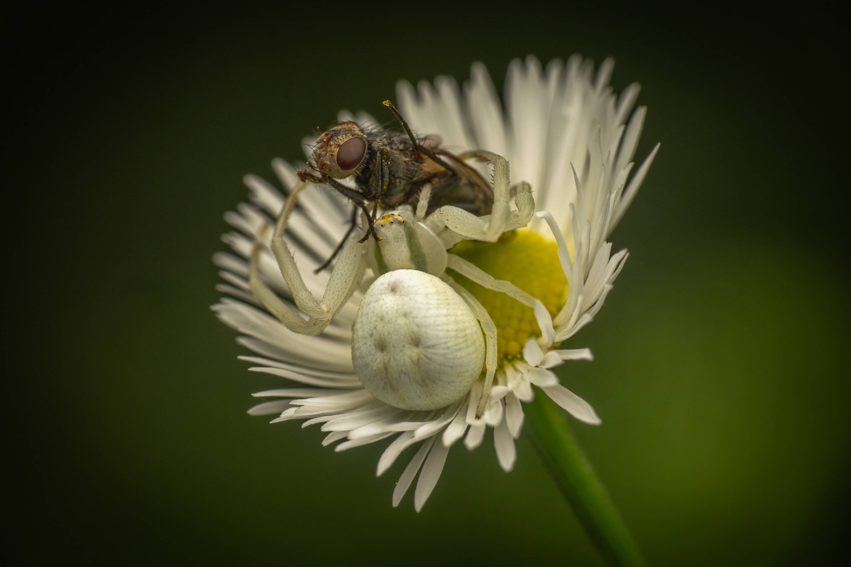 Goldenrod Crab Spider