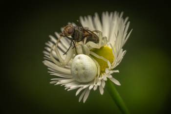 Goldenrod Crab Spider