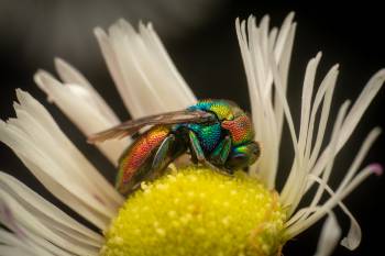 Chrysis ignita