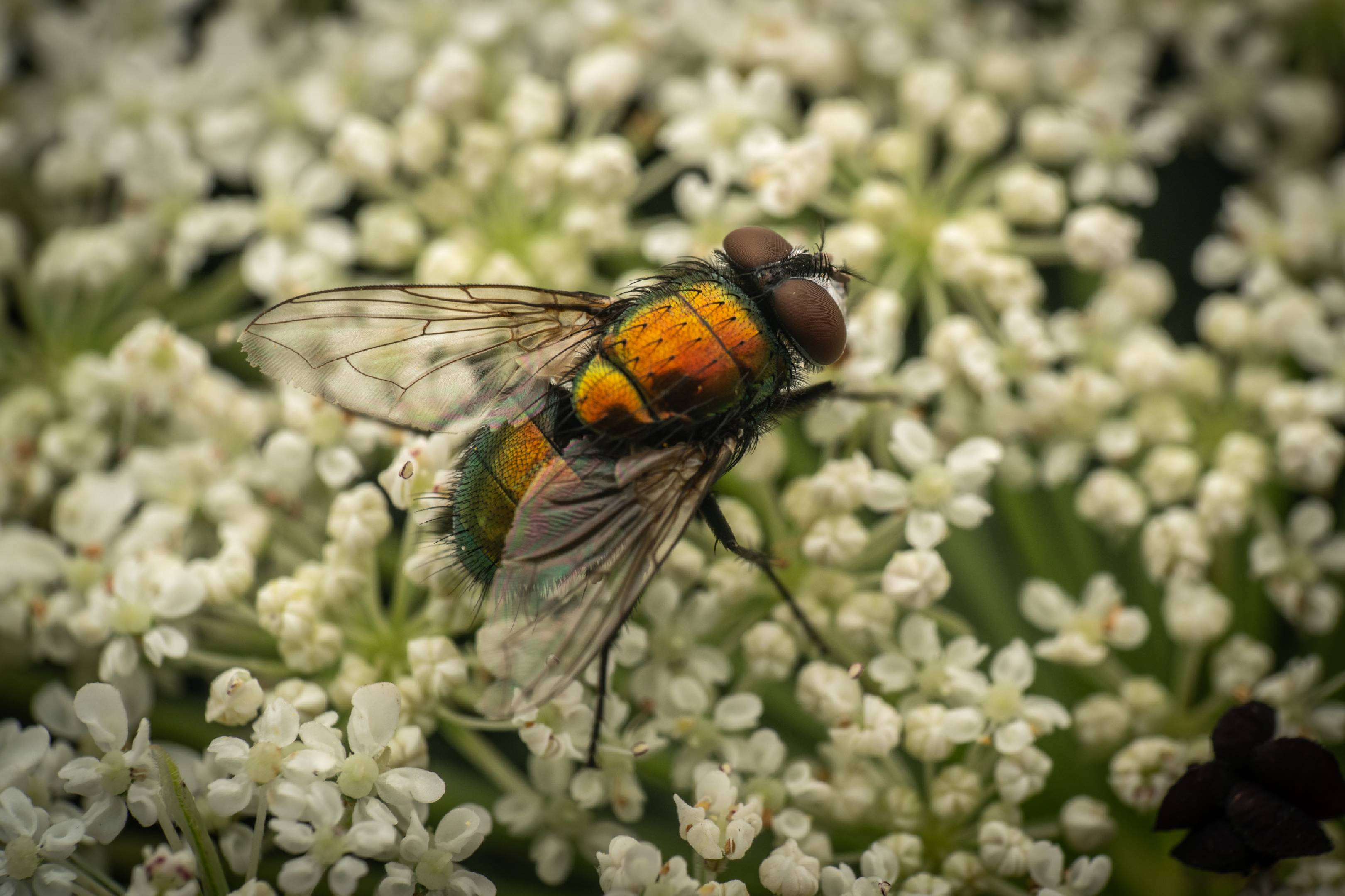 Common European Greenbottle Fly | Common European Greenbottle Fly